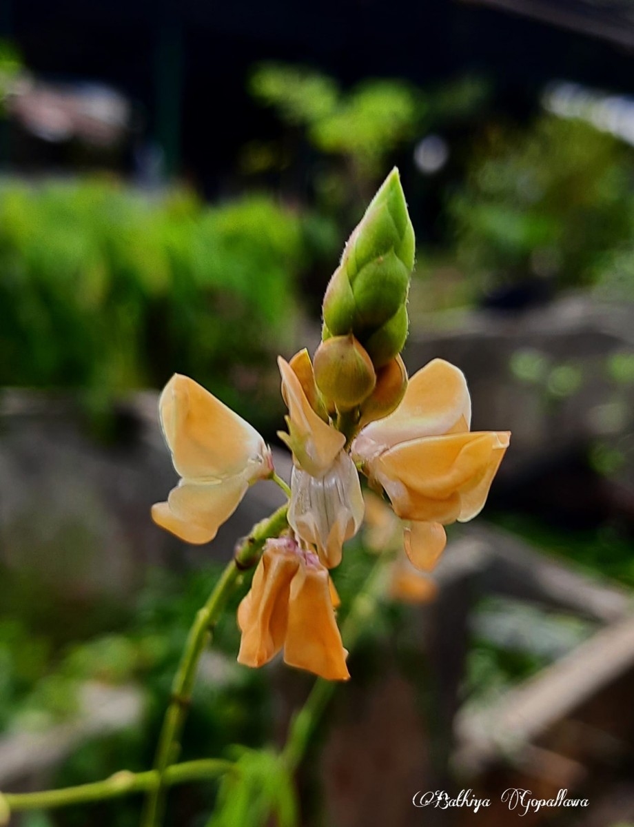 Codariocalyx motorius (Houtt.) H.Ohashi